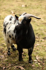 Portrait of a black and white goat with horns on the farm