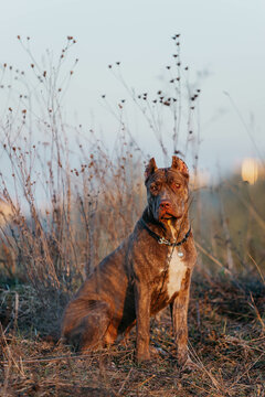 A dog of the Bandog breed in nature at sunset. The setting sun in spring.