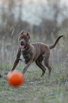 A dog of the Bandog breed in nature at sunset. The setting sun in spring.