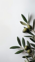 Fresh single green olive fruit with stem, perfectly isolated on a bright white background