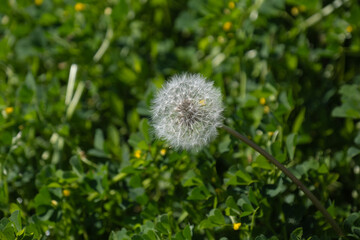 dandelion seeds among green grass. green lawn background.
