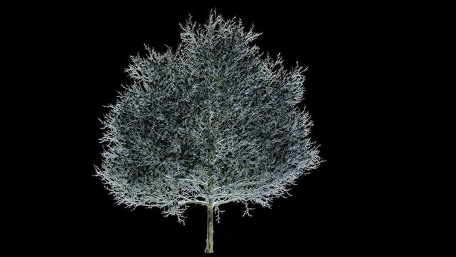 frozen oak without leaves. 3d animation of an oak tree in winter. a frozen oak on alpha chanel. a 3d oak tree without leaves isolated