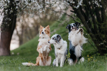 three trained Border Collie dogs are sitting in nature under a flowering tree