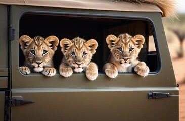 Little lion cubs looking out of the safari car window - 760494822
