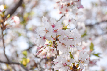 一朶の桜、ソメイヨシノの花とつぼみと葉