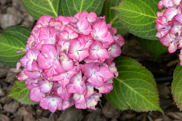 Pink hydrangea flowers in the garden. Bud close up. Grow a summer flower hortensia. Flora petals...