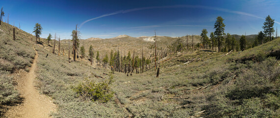A panoramic view of a forest with a dirt path