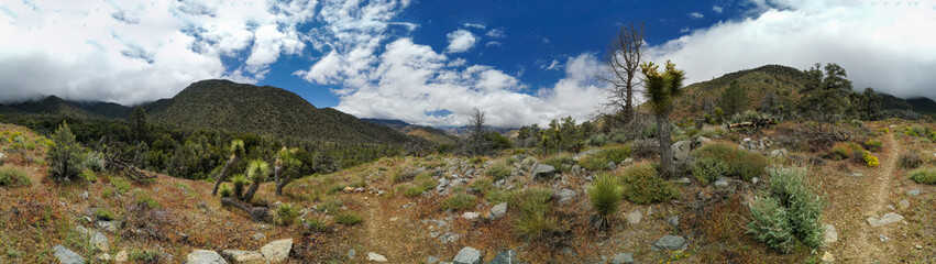 A panoramic view of a desert landscape with a few trees scattered throughout