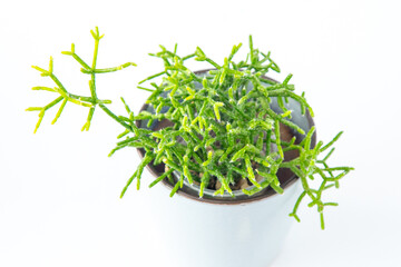 Rhipsalis cereuscula plant succulent. Little green flower on white background.