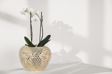 Blooming orchid flower in pot on white table near wall, space for text