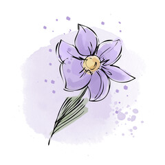 Ink and watercolor drawing, purple crocus, light delicate art. Purple snowdrop, hand-drawn with watercolor spots. A spring flower, a snowdrop on a white background.