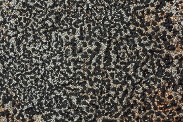 Closeup of lichen on rock. 