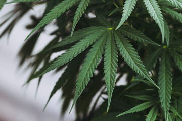 Close-up sur des feuilles de cannabis - Plante médicinale - 760498000