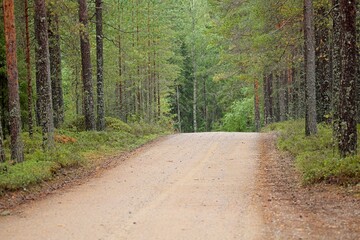 Gravel road going through trees in summer forest.