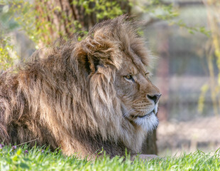 lion in the grass