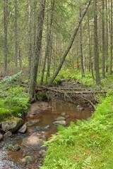 Fototapeta na wymiar Stream flowing through tall trees in summer forest, Katikankanjoni, Kauhajoki, Finland.