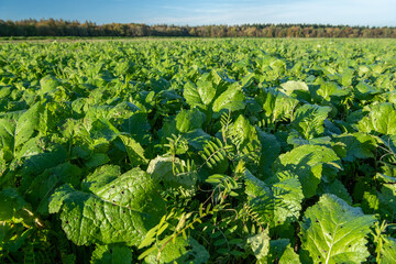 Champ repousse de blé avec couvert végétal et Cipan : vesce commune et moutarde brune