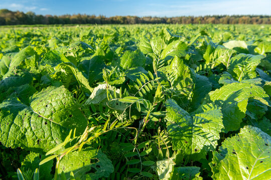 Champ repousse de bl&eacute; avec couvert v&eacute;g&eacute;tal et Cipan : vesce commune et moutarde brune