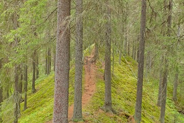 Trail through tall trees in summer forest, Katikankanjoni, Kauhajoki, Finland.