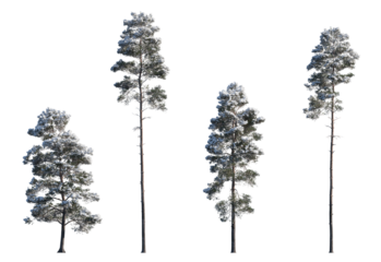 Winter Pinus sylvestris Scotch pine big and picea pungens colorado spruce with snow evergreen pinaceae needled tree isolated frontal png on a transparent background premium cutout 