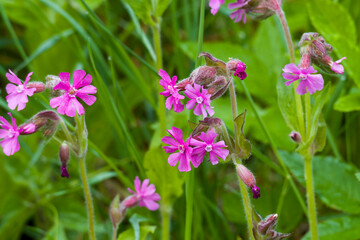 Fototapeta premium Rote Lichtnelke (Silene dioica) 