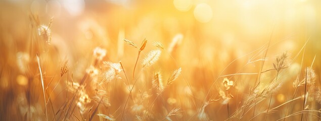 sunrise gold grass background with sunlight