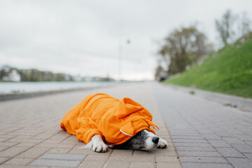 собака породы бордер-колли в оранжевой пижаме сидит...