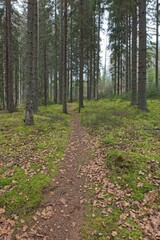 Trail through trees in autum forest, Kelvenne, P&auml;ij&auml;nne National Park, Finland.