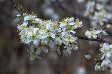 Blackthorn prunus spinosa sloe plant shrub white flower bloom blossom detail spring wild fruit
