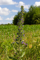 Echium vulgare. beautiful wildflowers. blue flowers, summer floral background. close-up. bokeh. beautiful nature. blooming meadow in sunny weather