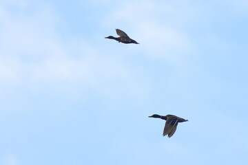 Obraz premium in volo