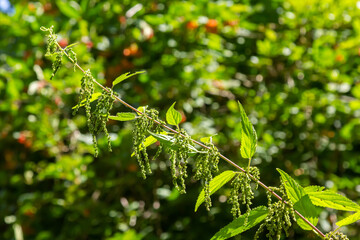 Urtica dioica or stinging nettle, in the garden. Stinging nettle, a medicinal plant that is used as a bleeding, diuretic, antipyretic, wound healing, antirheumatic agent