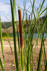 Fototapeta premium Reed mace plant also known as cat - tail, bulrush, swamp sausage, punks, typha angustifolia