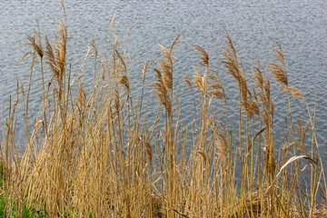Common reed Phragmites australis. Thickets of fluffy dry trunks of common reed against the background of lake water. Up close Nature concept for design