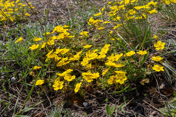 Potentilla neumanniana is a shrub with yellow flowers
