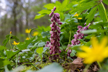 Lathraea squamaria plant is a parasite in the woods of Europe. Pink flowers of blooming common...