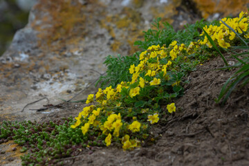 Potentilla neumanniana is a shrub with yellow flowers