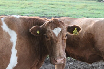 photography of a cow in the campland