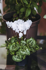 Plante en pot pour décorer la maison - Joli cyclamen blanc - 760503852