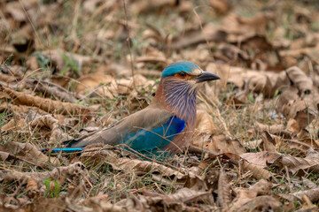 Indian Roller - Coracias benghalensis, beautiful colored iconic bird from Asian forests, woodlands and bushes, Nagarahole Tiger Reserve, India. - 760504083