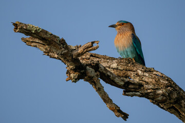 Indian Roller - Coracias benghalensis, beautiful colored iconic bird from Asian forests, woodlands and bushes, Nagarahole Tiger Reserve, India. - 760504086