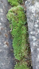 moss on the stone