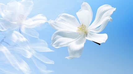 Fototapeta na wymiar White magnolia petals in flight with dual light exposure, ideal for greeting card design