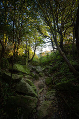 Mystery mountain trail among the forest full of rocks on the land, sunlight go through the woods and leafs, exit just in the front, in Jiufen, Jinguashi, New Taipei City, Taiwan.