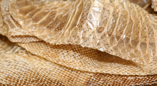 snake skin after moulting with the scales of many geometric figures