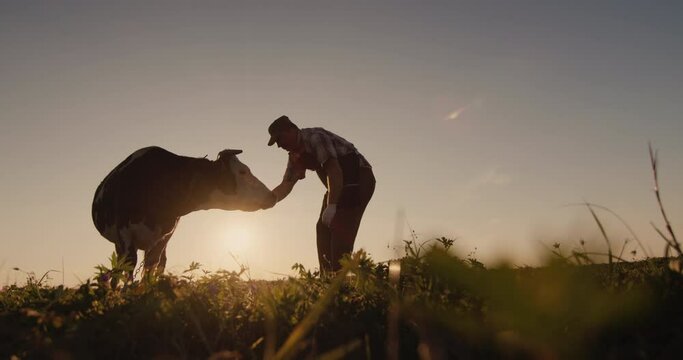 A dairy farmer stands near a cow in a pasture. Beautiful sunset over a pasture