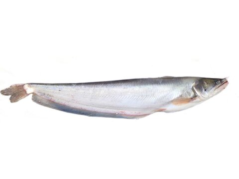Wallago attu is a freshwater catfish of the family Siluridae, native to South and Southeast Asia. It is commonly known as helicopter catfish or wallago catfish.