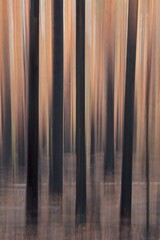 Intentional camera movement (ICM) of tree trunks after forest fire at Katikankanjoni canyon in summer, Seitseminen National Park, Finland.