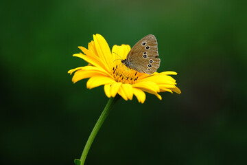 butterfly brown forest bird,brauner waldvogel
