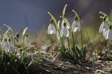 Flowering snowdrop (Galanthus nivalis) plants in garden	